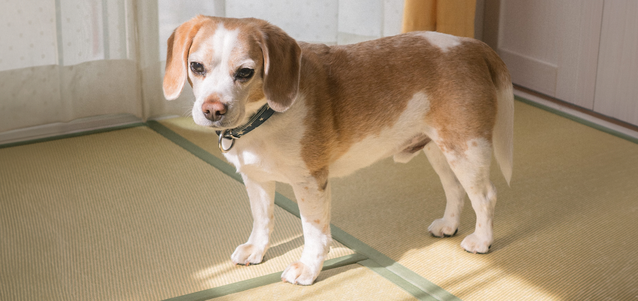 はじめまして🐶