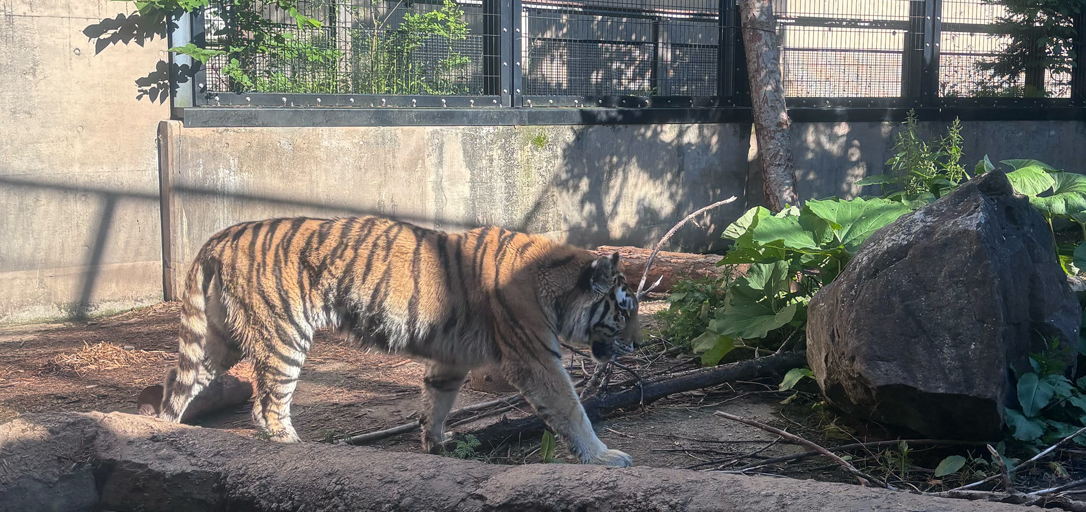 夏の動物園で癒しの1日